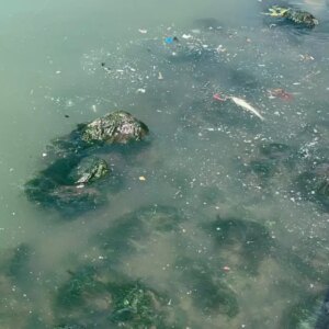 izmir korfezinde balik olumleri ve kirlilik 6CxvxEx6