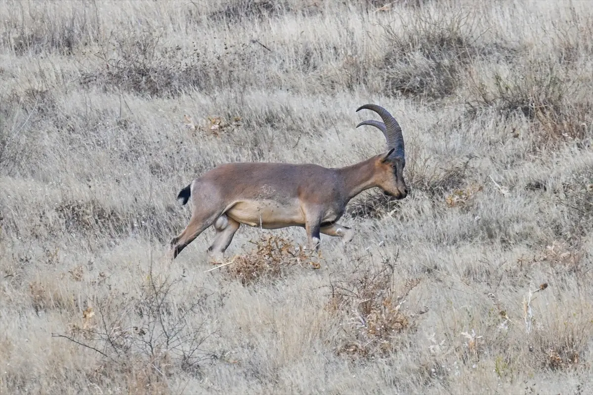 hakkaride dag kecileri dronla goruntulendi wZr6dgnN