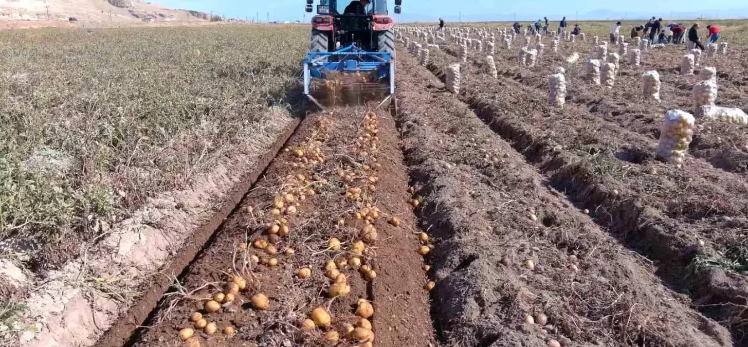 erciste kislik patates hasadi basladi mV55jZh3.jpg