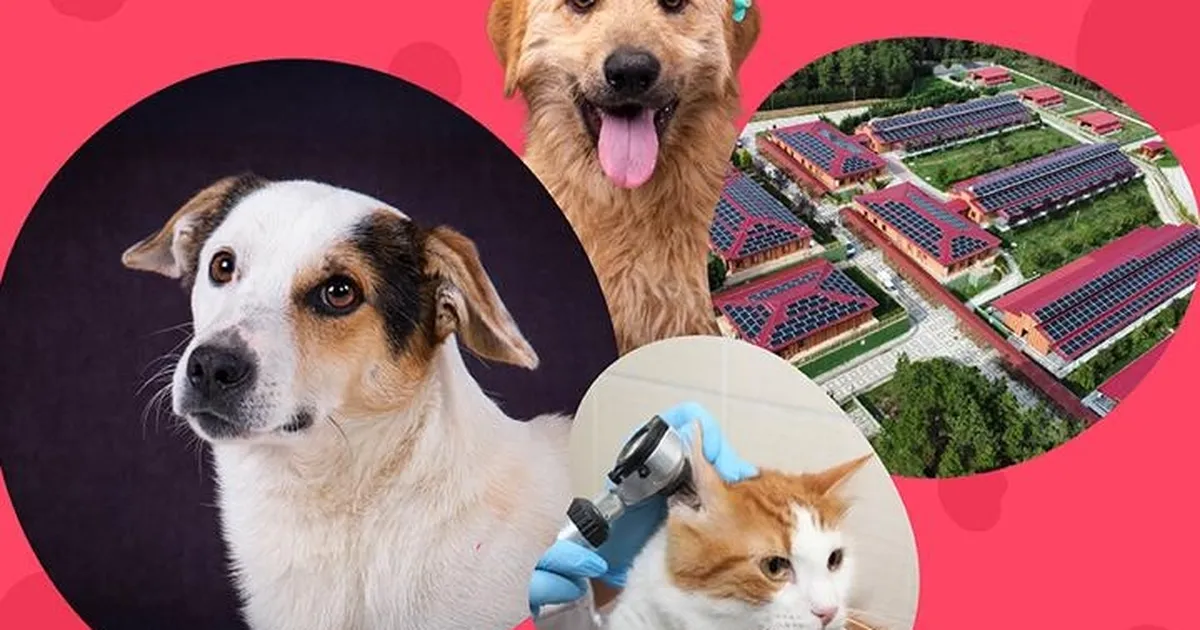 istanbul vakfindan can dostlara destek cagrisi UVOSSzVS