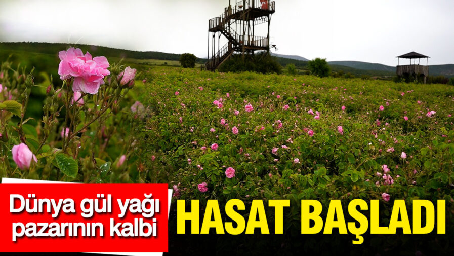 Isparta’da Gül Yağı Hasadı Başladı: Dünya Pazarının Kalbi