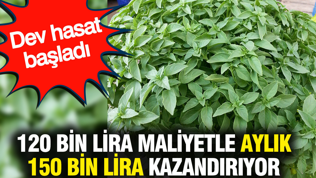 120 bin lira maliyetle aylik 150 bin lira kazandiriyor dev hasat basladi jfO9FTLy