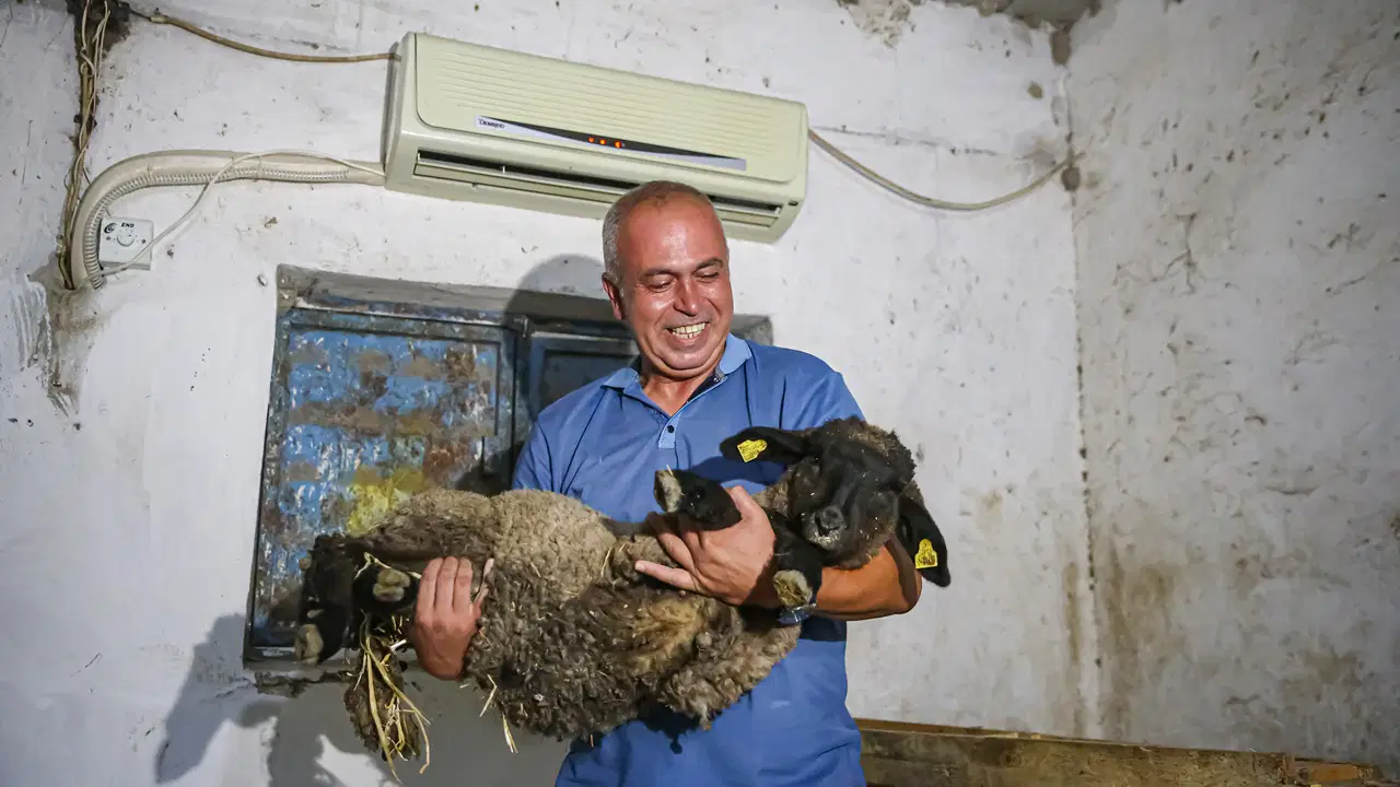 Avukatlığı bıraktı, besici oldu: Koyunlarına klimalı ahır yaptırdı Img