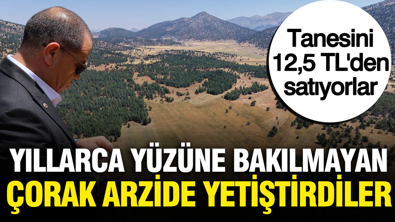 Tanesini 12,5 TL’den satıyorlar: Çorak arazide yetiştirip, hasat ettiler Tanesini 125 tlden satiyorlar corak arazide yetistirip hasat ettiler UJPDis44